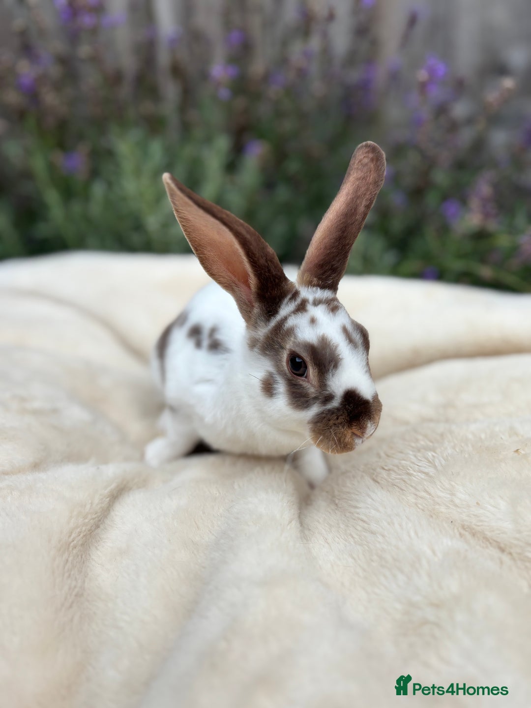 Mini Lop rabbits for sale: Ready now 🐰 mini Rex x mini plush lop babies!  - Image 3