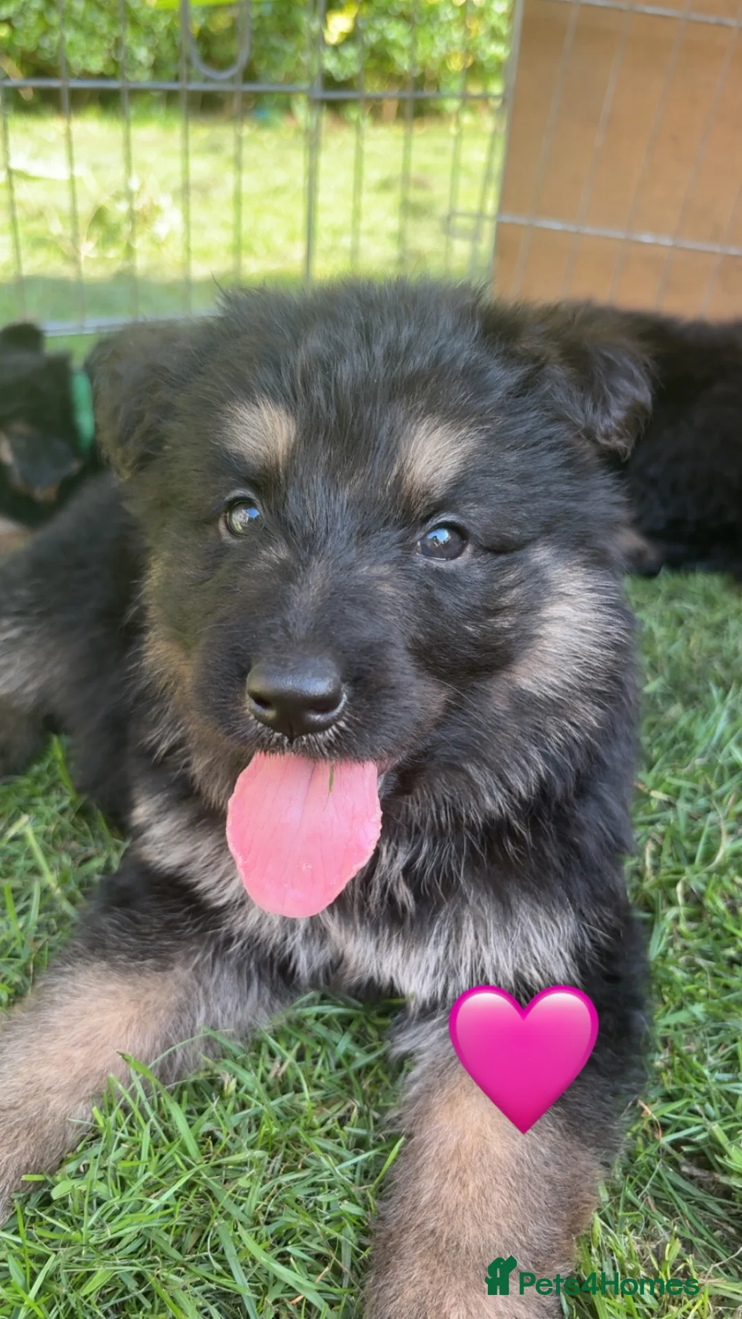 German Shepherd dogs for sale: Ready to leave NOW! 2 outstanding GSD puppies - Advert 2