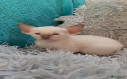 Oriental cats for sale: Full Pedigree Oriental 6 Kittens XL size ears GCCF - Image 4