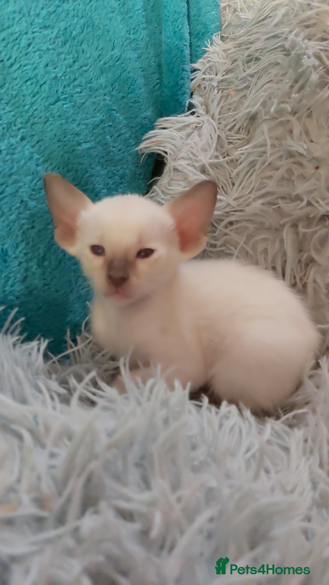 Oriental cats for sale: Full Pedigree Oriental 6 Kittens XL size ears GCCF - Image 4