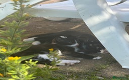 European cats for sale: 2 beautiful kittens - Image 3