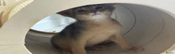 Abyssinian cats for sale:     Gorgeous kittens from champion parents 😽 - Advert 11