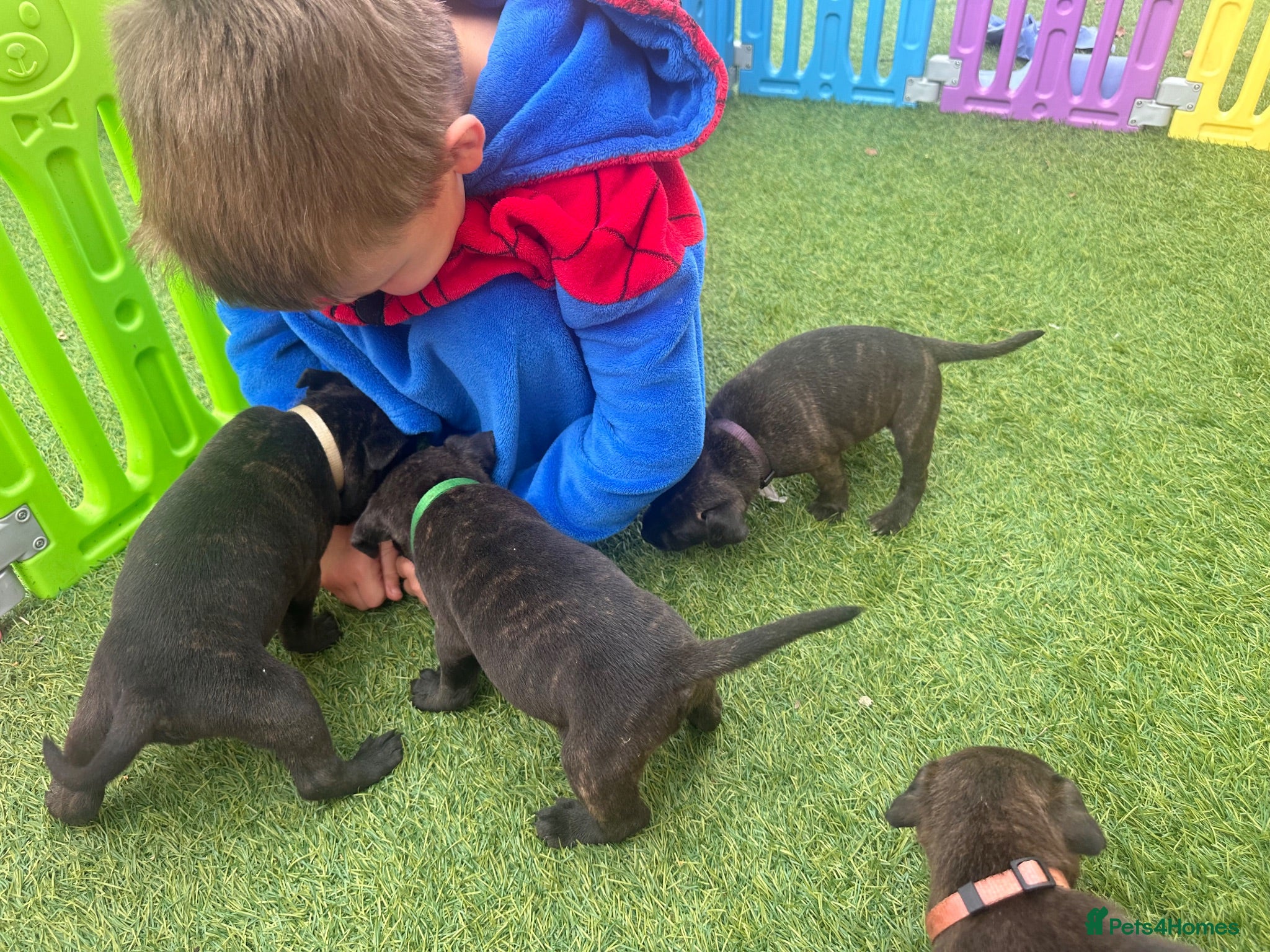 Staffordshire Bull Terrier dogs *Ready2leave Sat*KC reg*22 Champions*black brindle - Advert 2