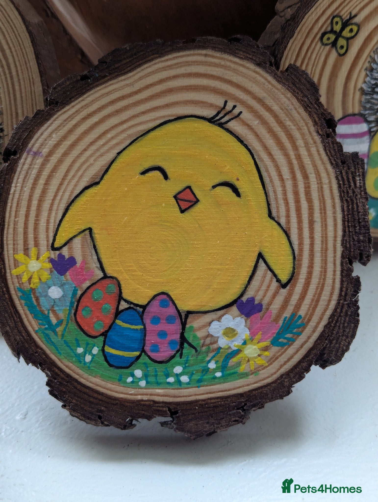 Pygmy Hedgehog rodents Beautiful Baby Hoglets Ready Now/ REDUCED!!! - Advert 1