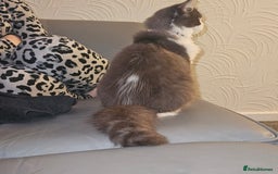 Ragdoll cats for sale: Ragdoll cross Scottish fold - Image 3