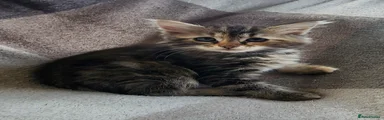 Siberian 7