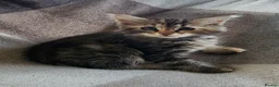 Siberian cats for sale: Traditional pure Siberian kittens, TICA reg - Advert 7