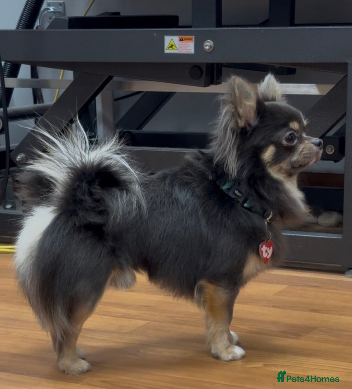 Chihuahua dogs STUD - Chihuahua Long hair - Advert 1