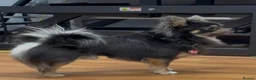 Chihuahua dogs for stud: STUD - Chihuahua Long hair in Paisley - Advert 1