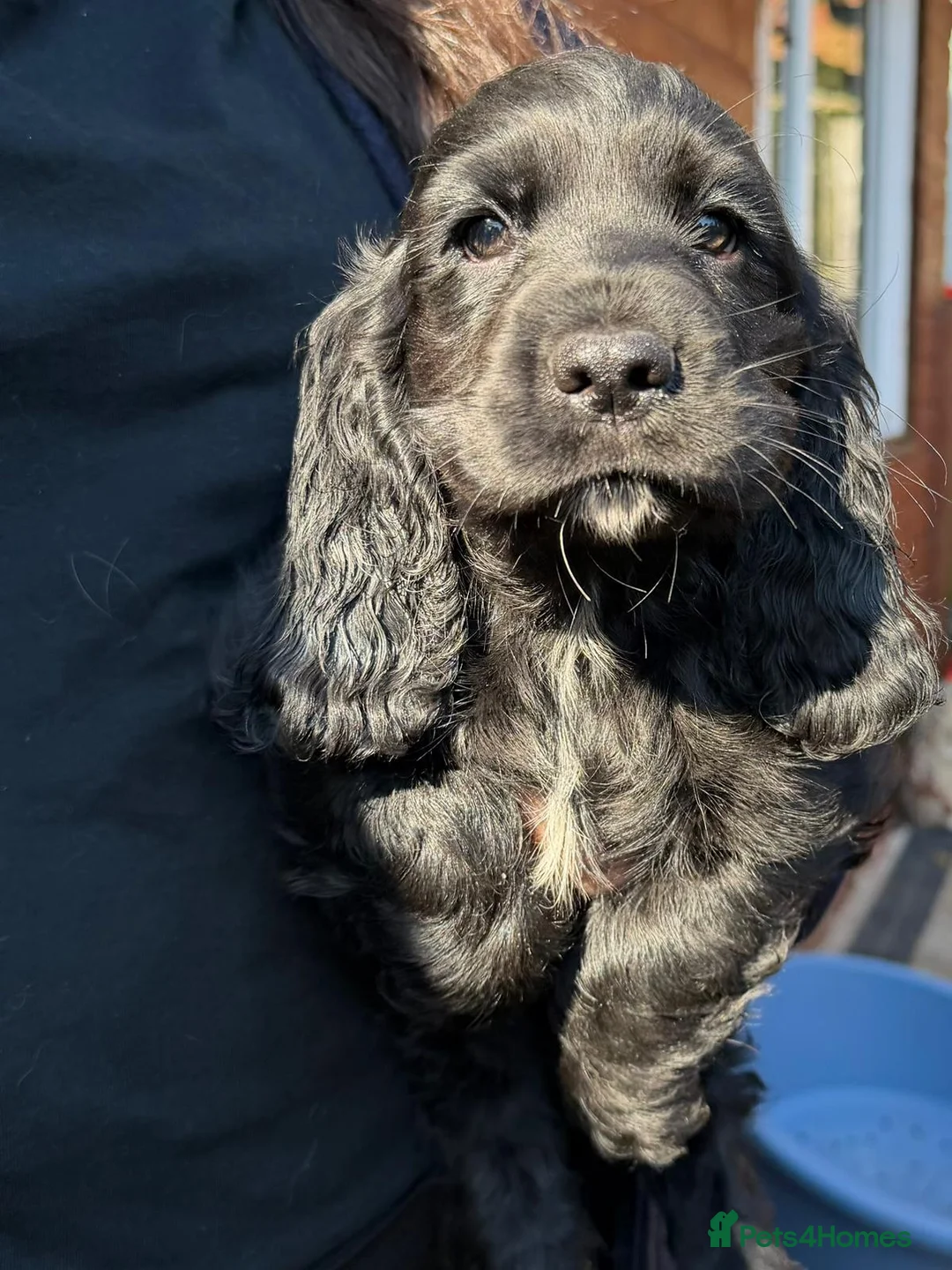 Cocker Spaniel dogs for sale: Cocker spaniel puppies  - Advert 2