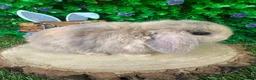 Mini Lop rabbits for sale: Beautiful purebred mini lops ready to reserve 😍 - Advert 21