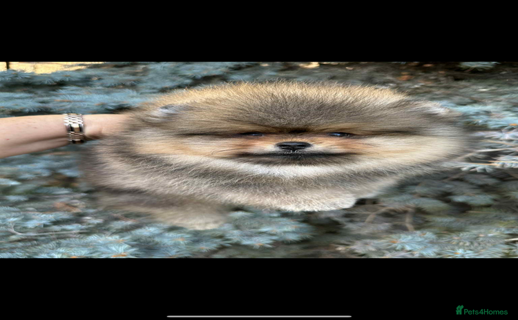 Pomeranian dogs - Advert 2