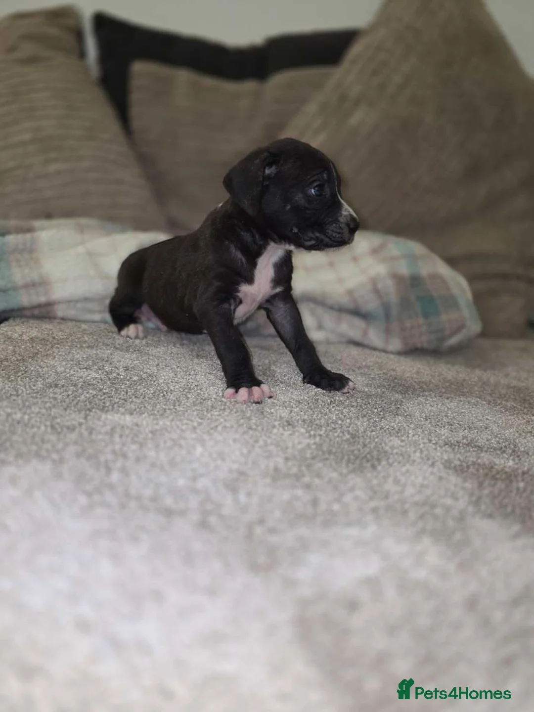 Presa Canario dogs for sale: Dual Purpose Presa Canario Puppies for Homing - Advert 16