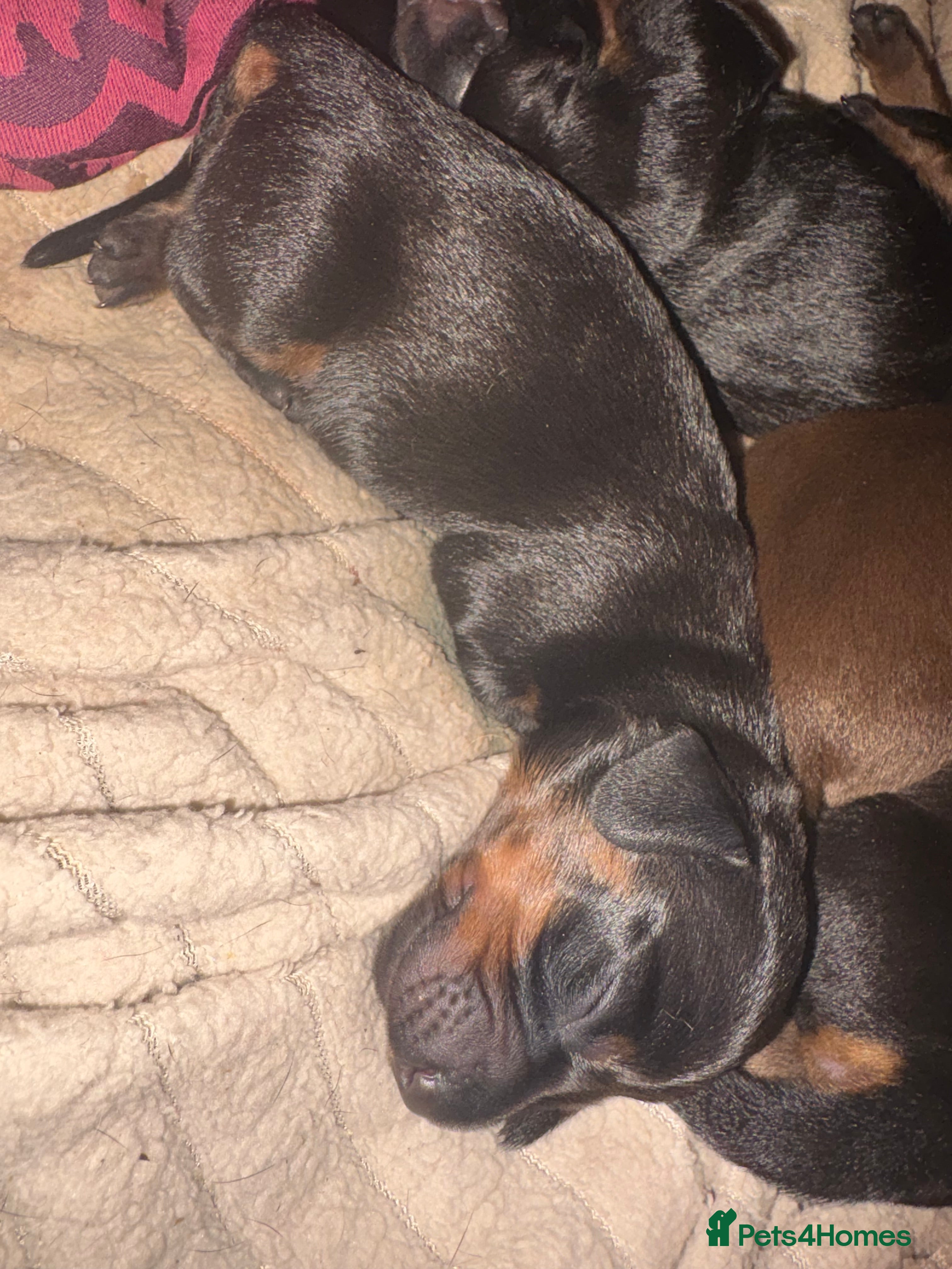 Dachshund dogs Beautiful dachshunds  - Advert 2
