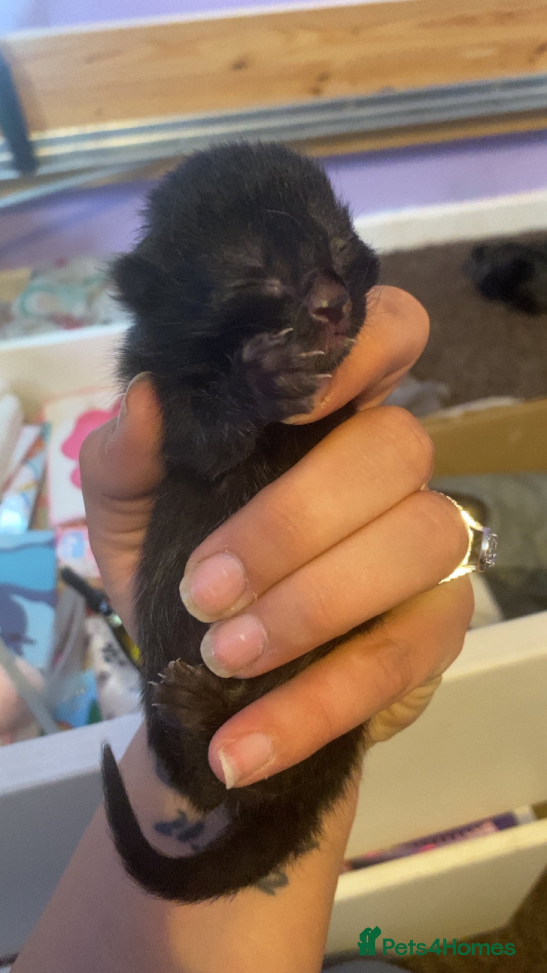 Mixed Breed cats for sale: Kittens for sale - Image 10