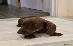 Miniature Dachshund dogs for sale: Chocolate/Tan puppy Esme - Image 1