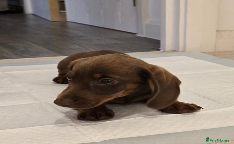 Miniature Dachshund dogs - Advert 8