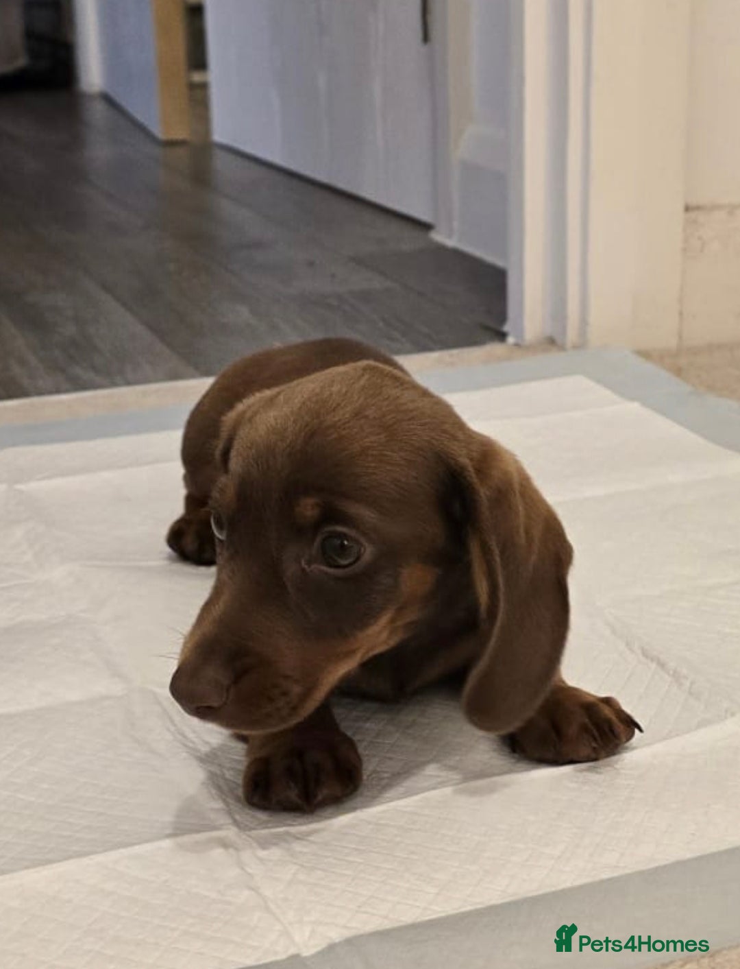 Miniature Dachshund dogs for sale: Chocolate/Tan puppy Esme - Image 1
