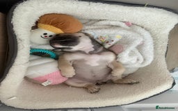 English Bulldog dogs for sale: Female english bulldog puppy  - Advert 3