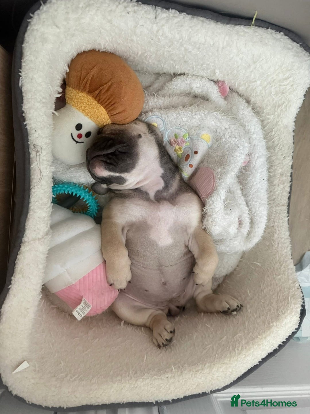 English Bulldog dogs for sale: Female english bulldog puppy  - Advert 3