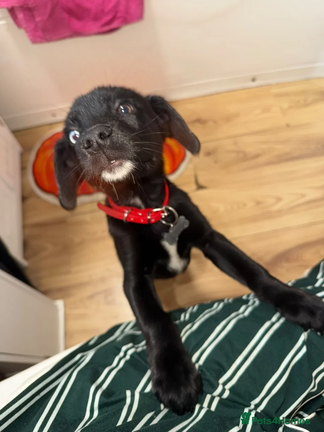 Mixed Breed dogs for sale: Puppy husky x English springer spaniel  - Advert 2