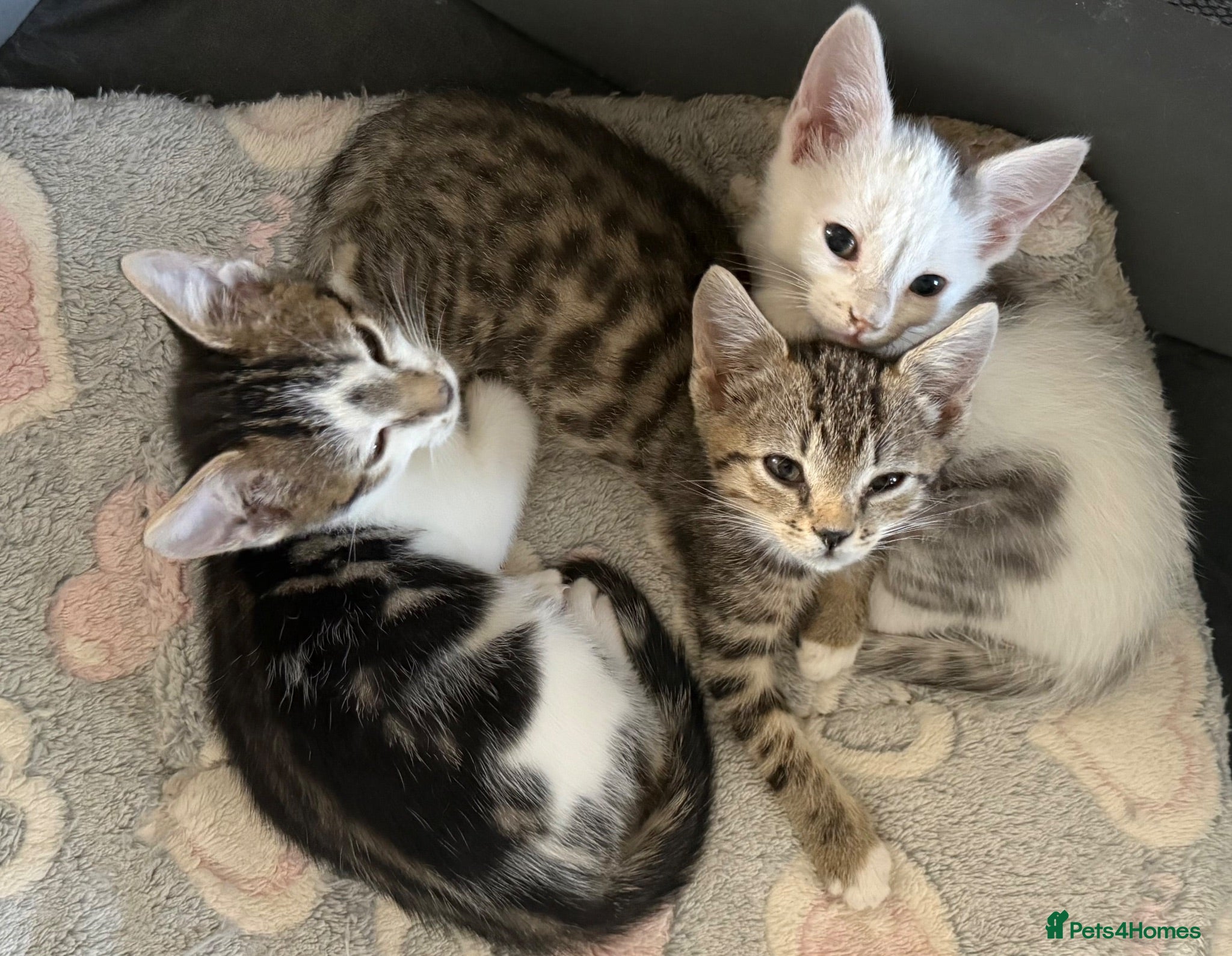 Mixed Breed cats REDUCED 2 male 💙 1 Female left 💗 - Advert 2