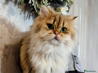 Scottish Fold cats in Ивсхам - Advert 1