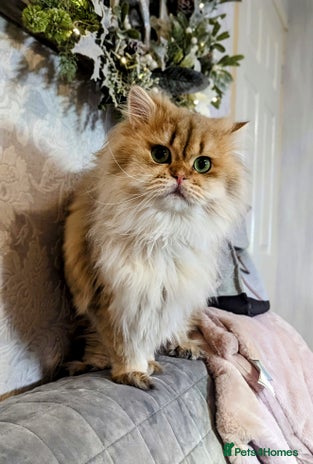 Scottish Fold cats in Ивсхам - Advert 15