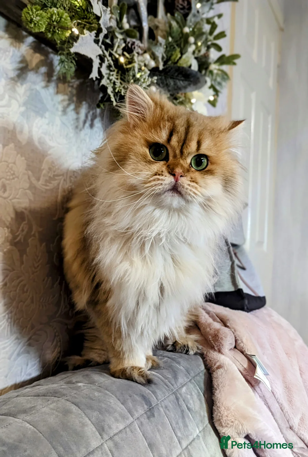 Scottish Fold cats for stud: Import pedigree for stud in Ивсхам - Advert 1