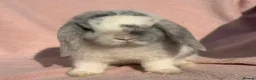 Mini Lop rabbits for sale: NO LONGER AVAILABLE  - Advert 5