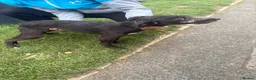 Mixed Breed dogs for sale: Bedlington whippet  - Advert 2