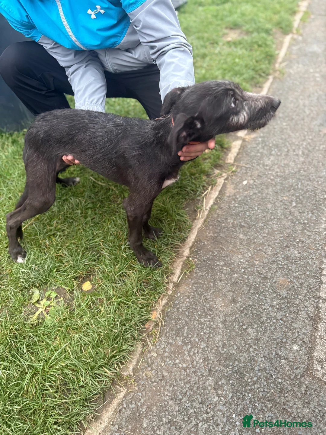 Mixed Breed dogs for sale: Bedlington whippet  - Advert 2