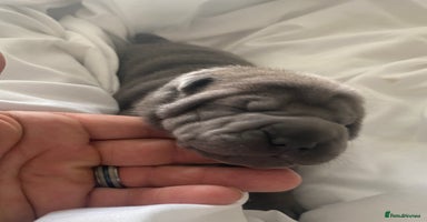 Shar Pei dogs - Advert 1