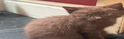 Ragdoll cats for sale: Ragdoll kittens 8 weeks old.  - Advert 17