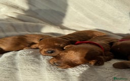 Cavapoo dogs for sale: Beautiful Red F1b Cavapoo Puppies - Image 20