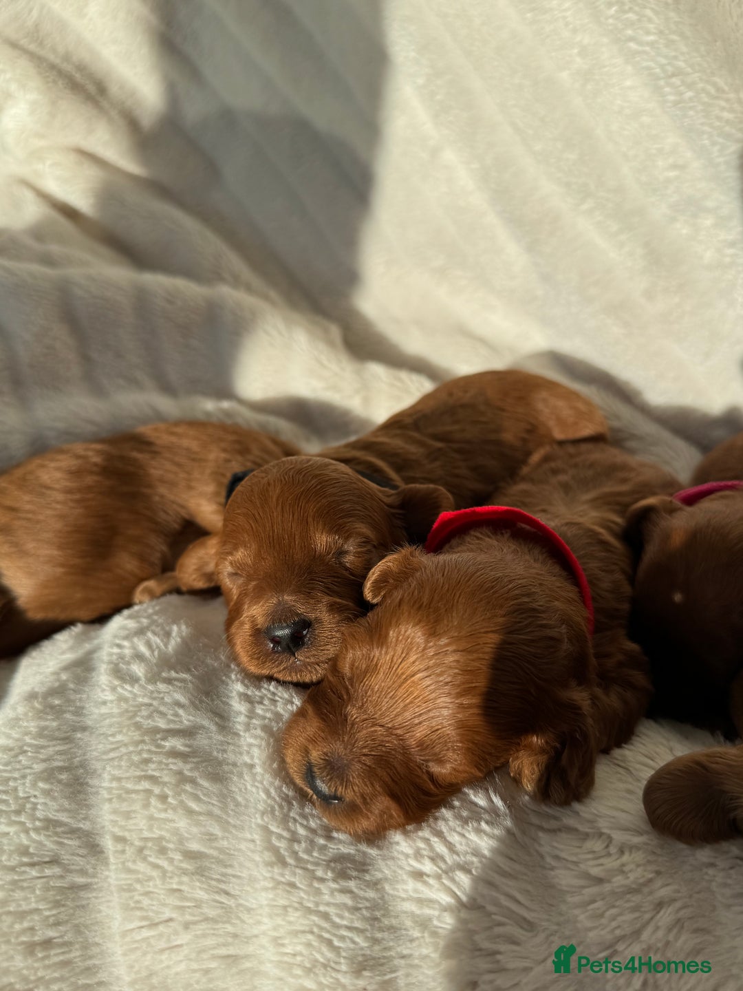 Cavapoo dogs for sale: Beautiful Red F1b Cavapoo Puppies - Image 20