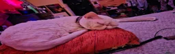 Persian cats for sale: Tin-tin – Loving Persian Cat Seeking Forever Home - Advert 8