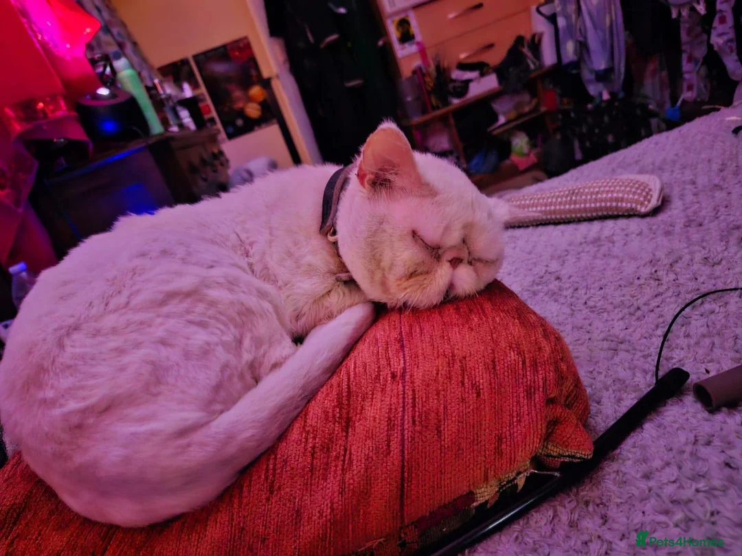 Persian cats for sale: Tin-tin – Loving Persian Cat Seeking Forever Home - Advert 8