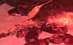 Sprocker dogs for sale: Stunning F1 Sprocker spaniel puppies - Image 6
