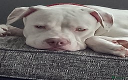 Mixed Breed dogs for sale: Dog for sale to good home - Image 3