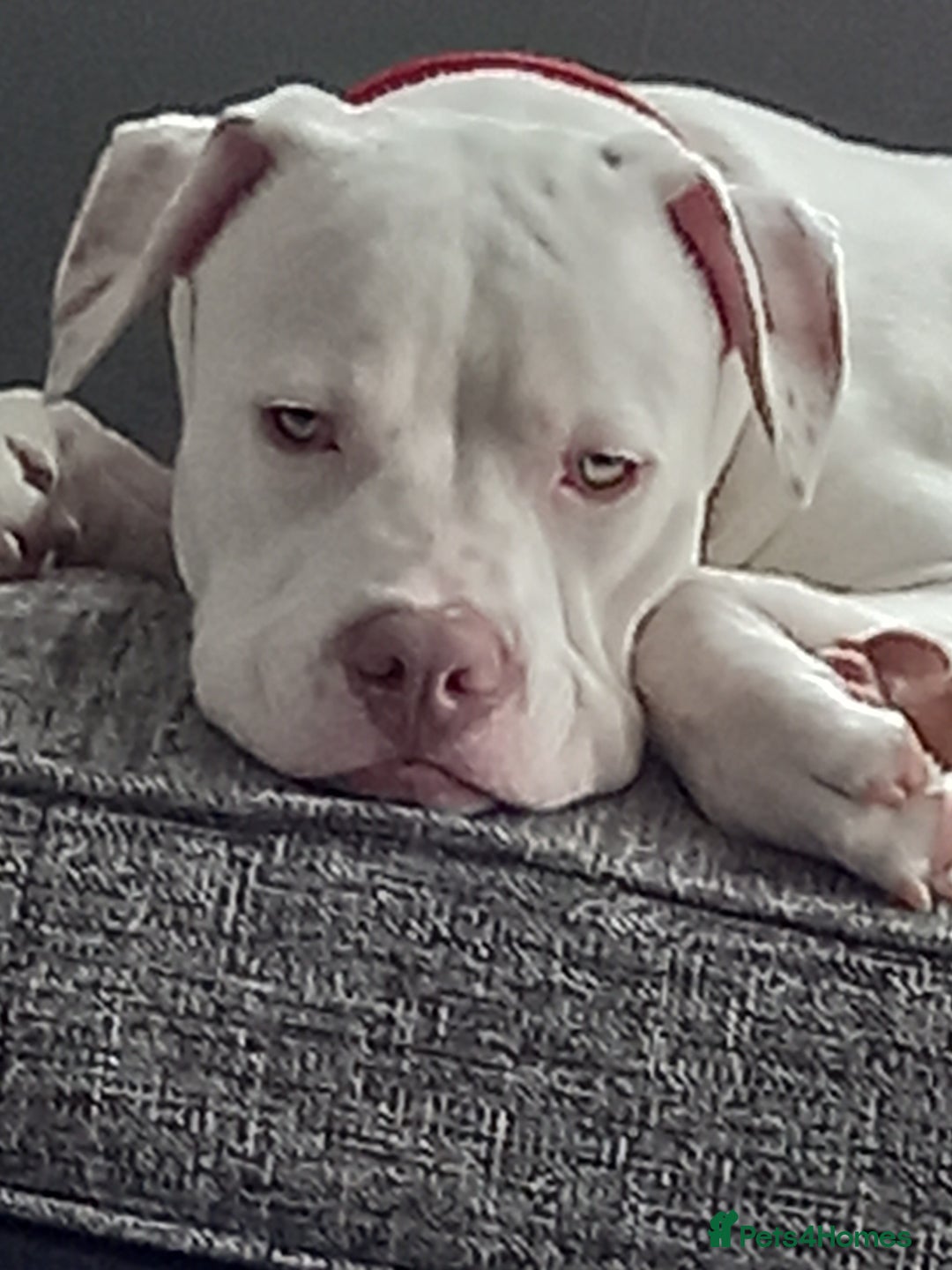 Mixed Breed dogs for sale: Dog for sale to good home - Image 3