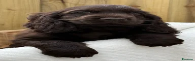 Cocker Spaniel 2