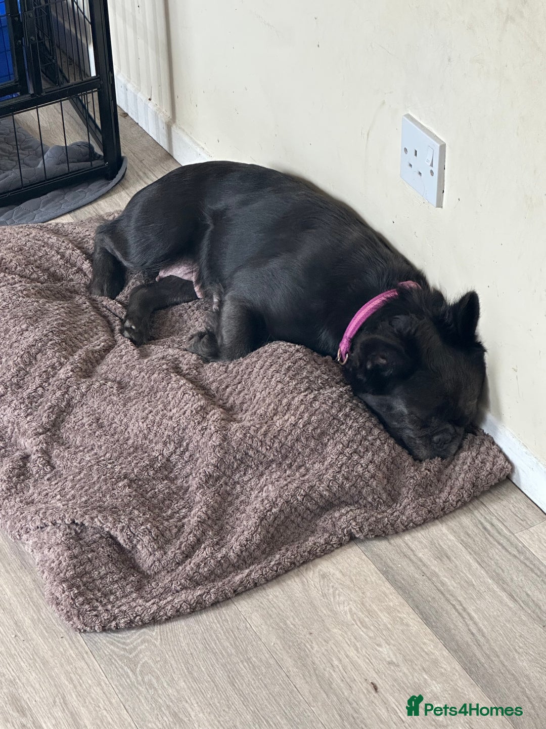 French Bulldog dogs for sale: Rare Fluffy French Bulldog Puppies READY NOW - Advert 9