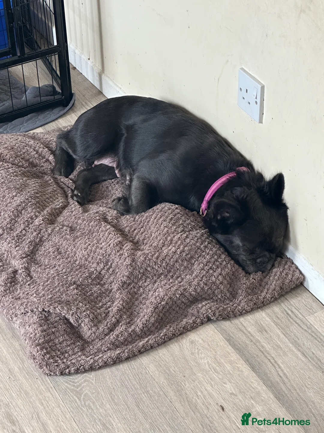 French Bulldog dogs for sale: Rare Fluffy French Bulldog Puppies READY NOW - Advert 9