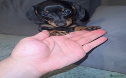 Miniature Dachshund dogs for sale: 2 male 1 female Miniature Dachshund  - Advert 5