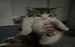 Mixed Breed cats for sale: Cats for sale !!! - Image 8