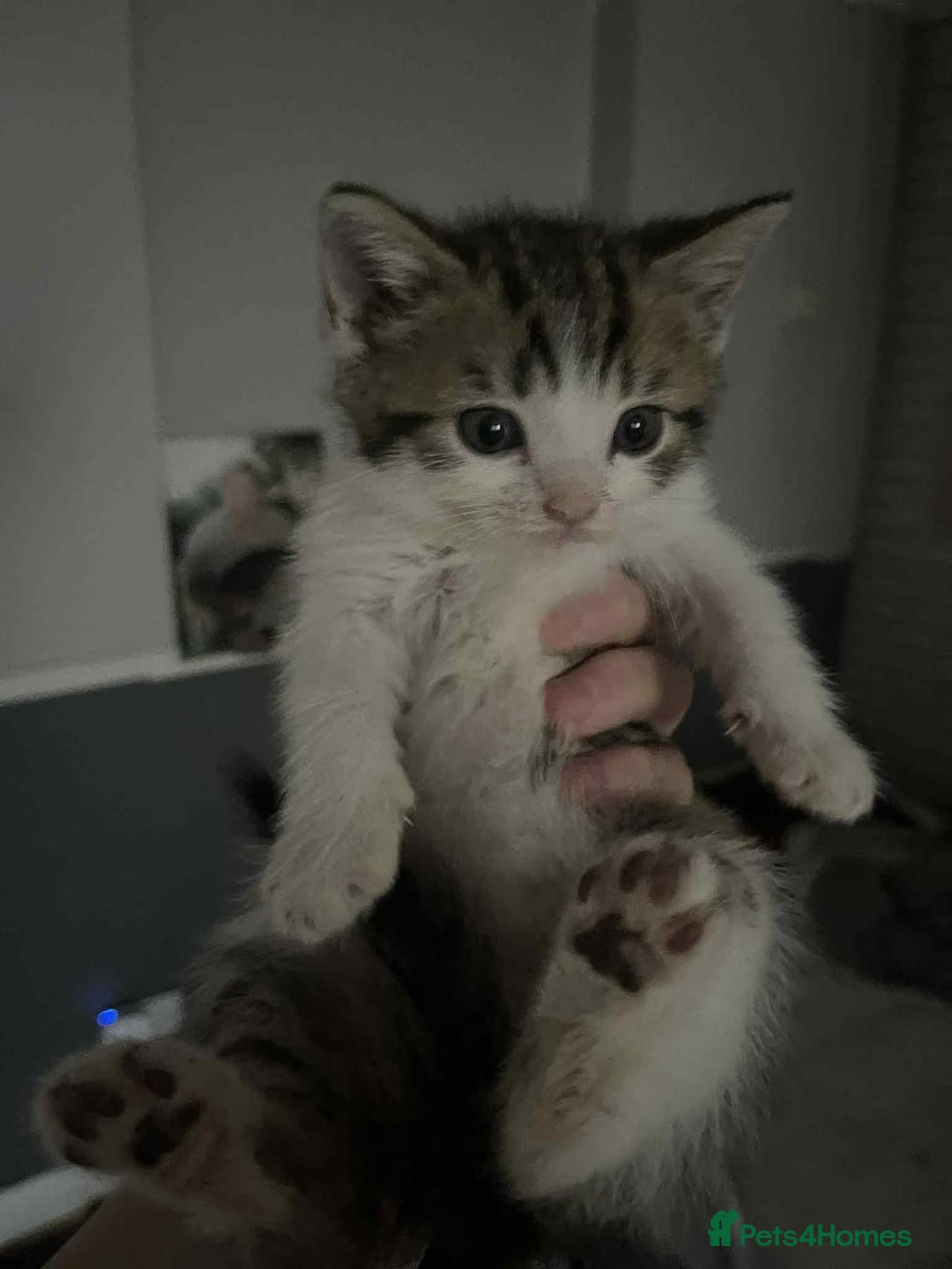 Mixed Breed cats for sale: Cats for sale !!! - Image 8