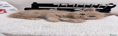 Maine Coon 1
