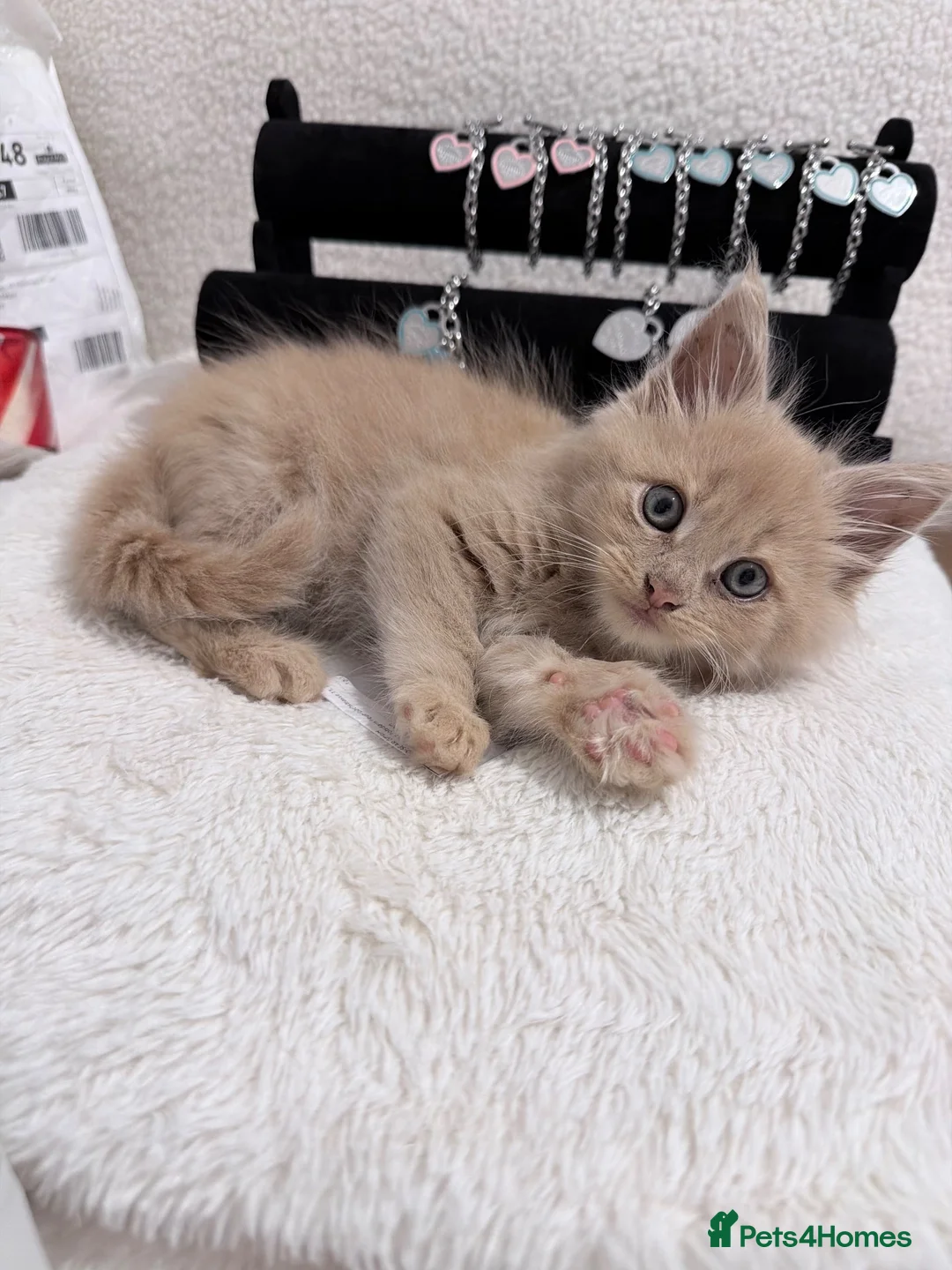 Maine Coon cats for sale: Purebred Mainecoon kitten  - Advert 3