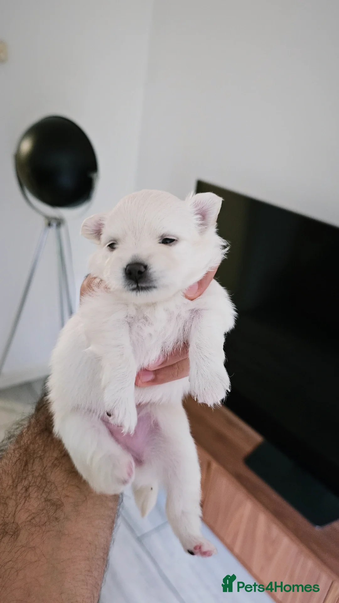Pomeranian dogs for sale: Pomeranian puppies for loving and caring families  - Image 21